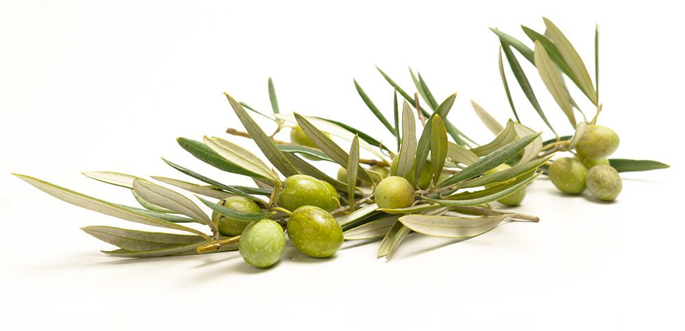 Our Olive Oil Maremma :: Verde Argento